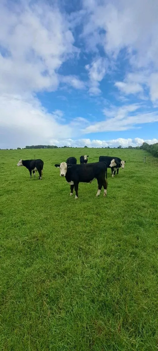 6 HEREFORD BULLOCKS - Image 1