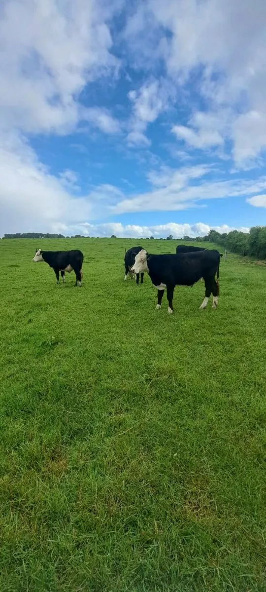 6 HEREFORD BULLOCKS - Image 2