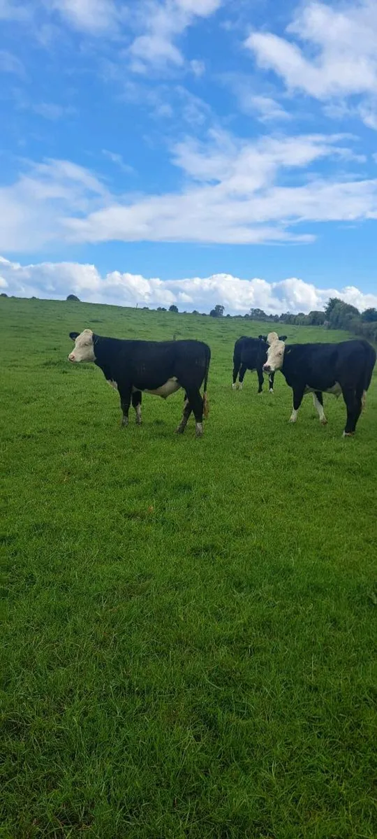 6 HEREFORD BULLOCKS - Image 3