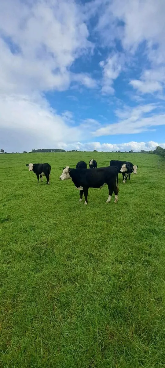 6 HEREFORD BULLOCKS - Image 4