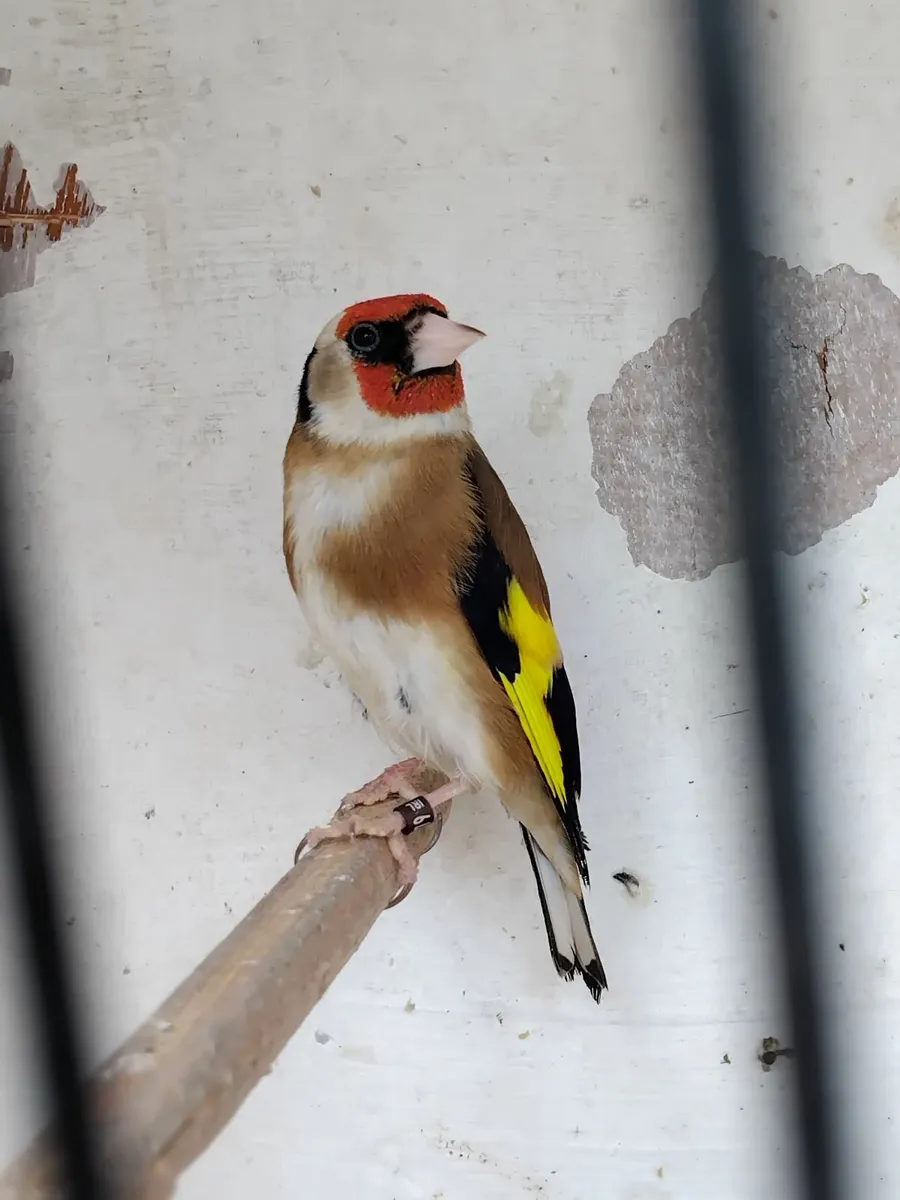 Birds - Image 2