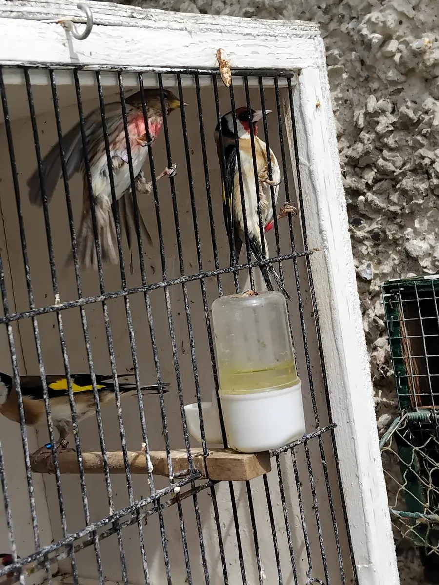 Birds - Image 3