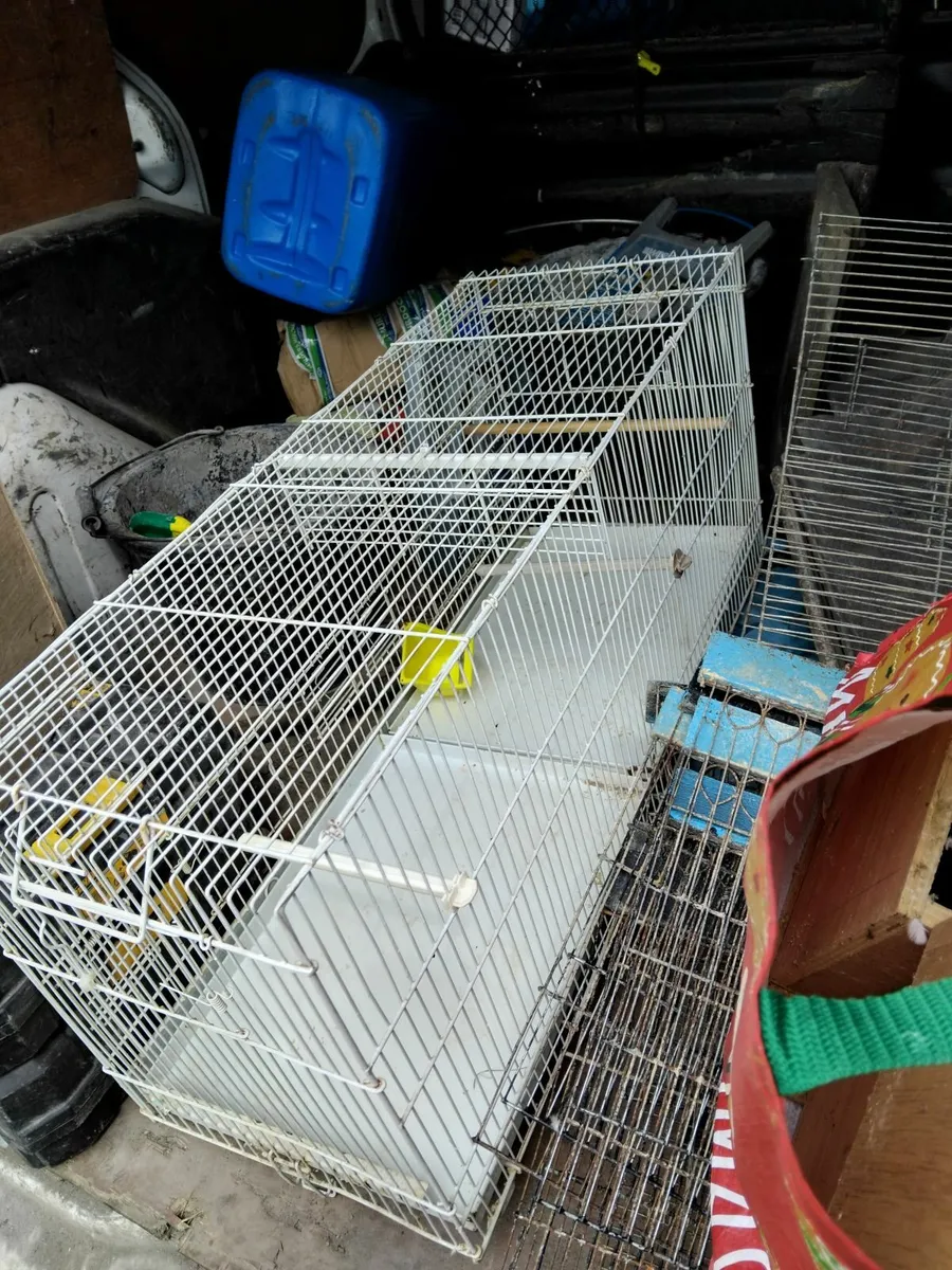 Birds - Image 4