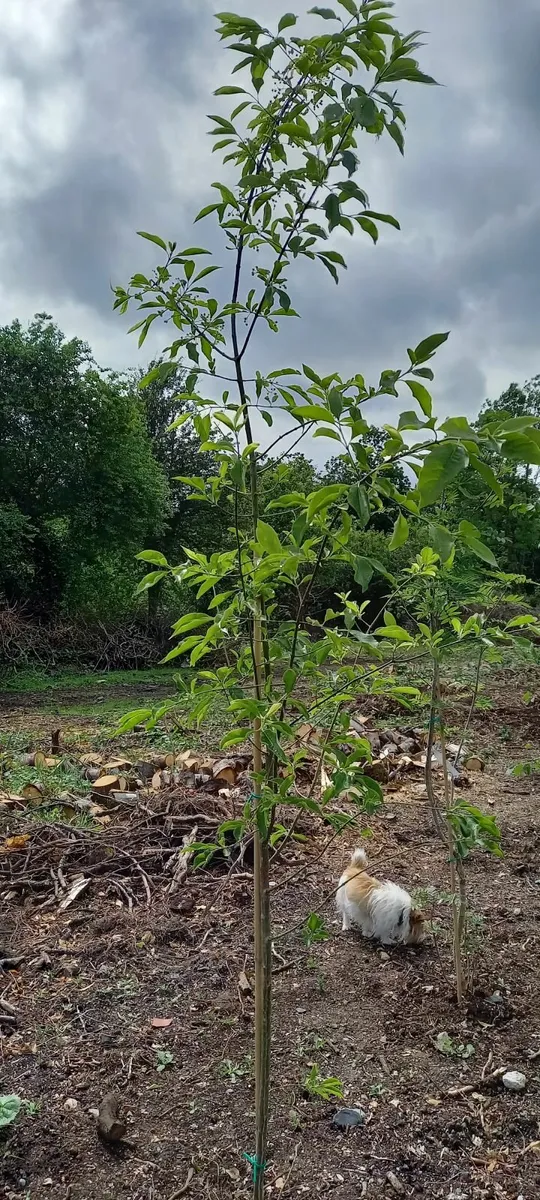 native trees and hedging - Image 3