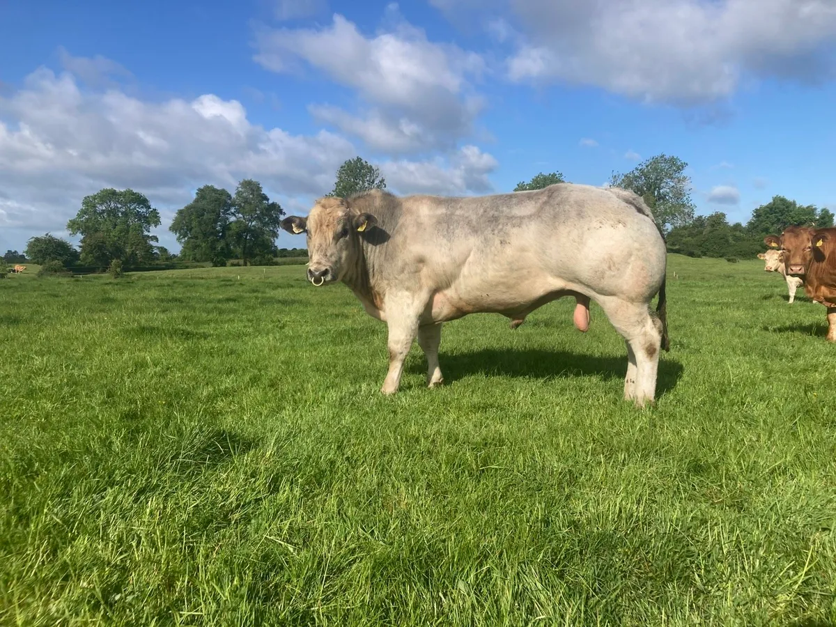 Belgian blue bull - Image 1