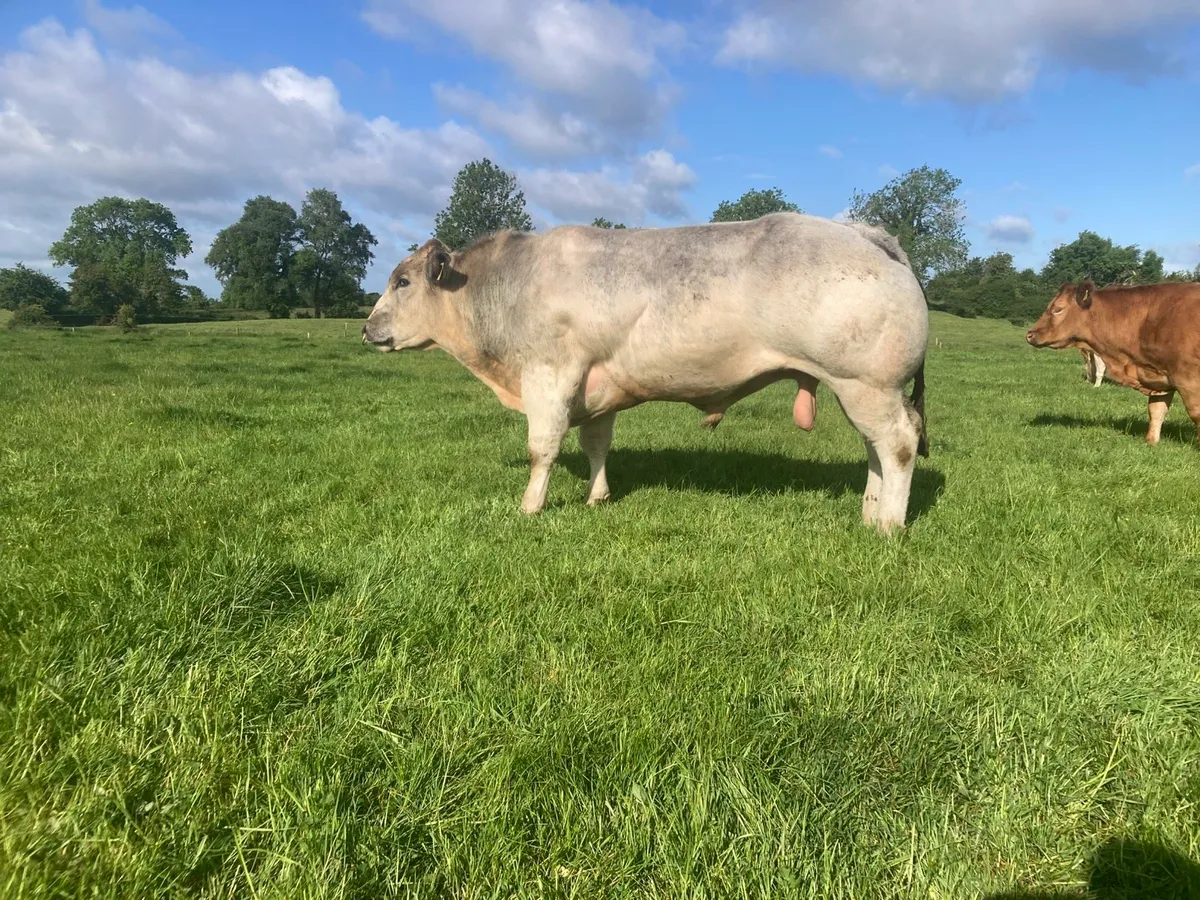 Belgian blue bull - Image 2