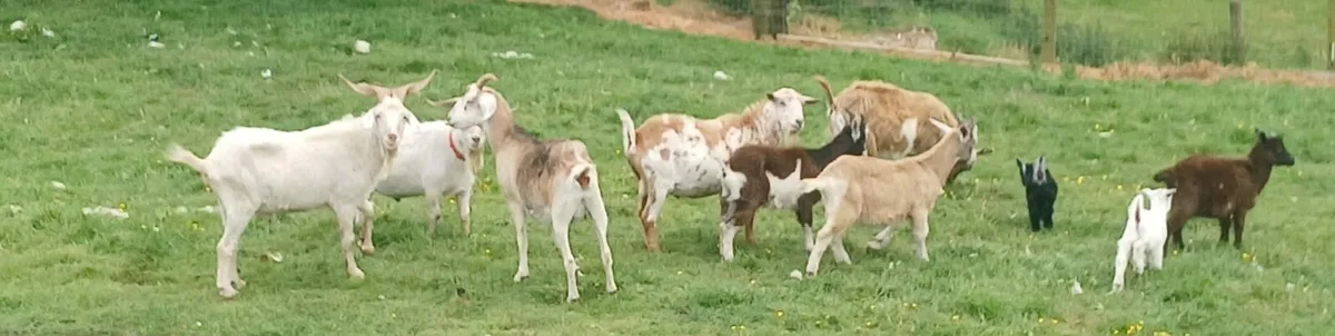 Goats