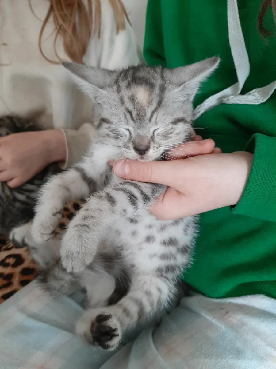 Cat - Image 4