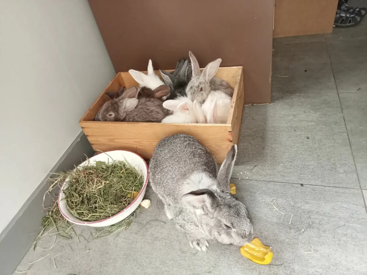 Rabbits - Image 3