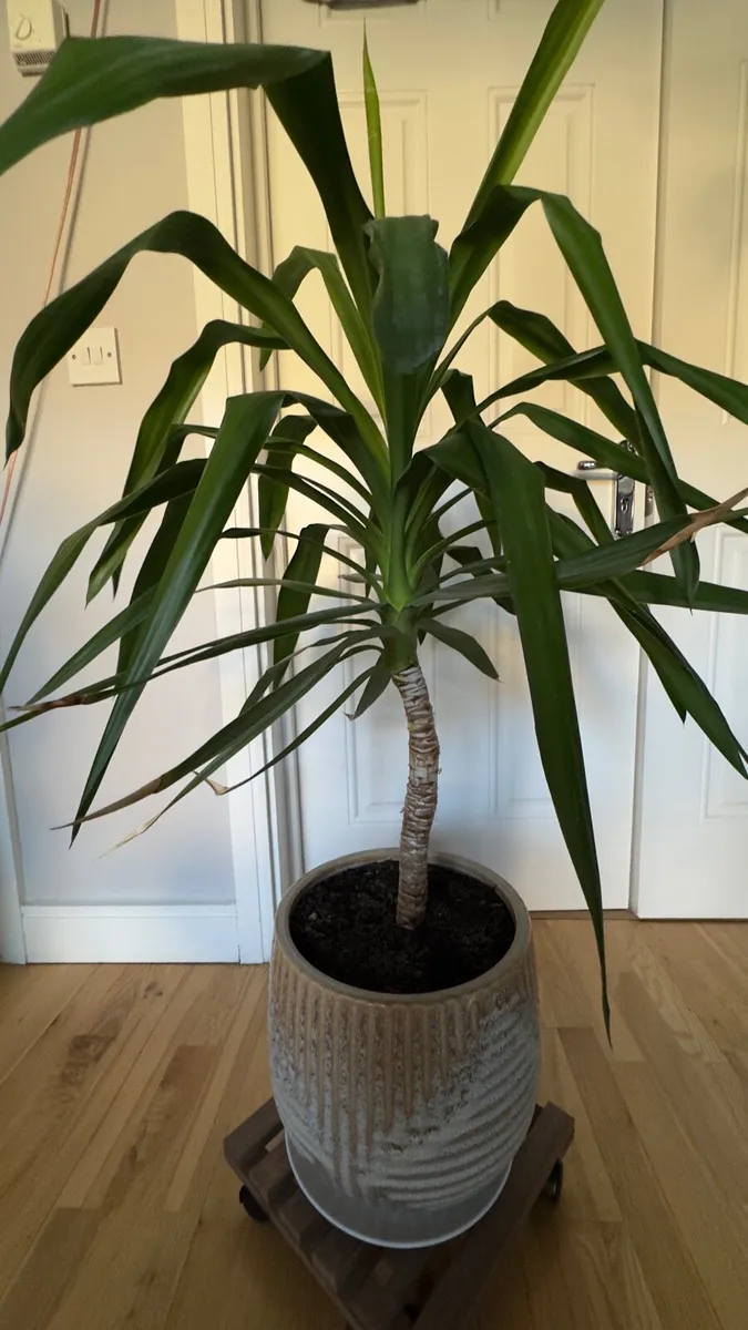 Yucca - Image 1