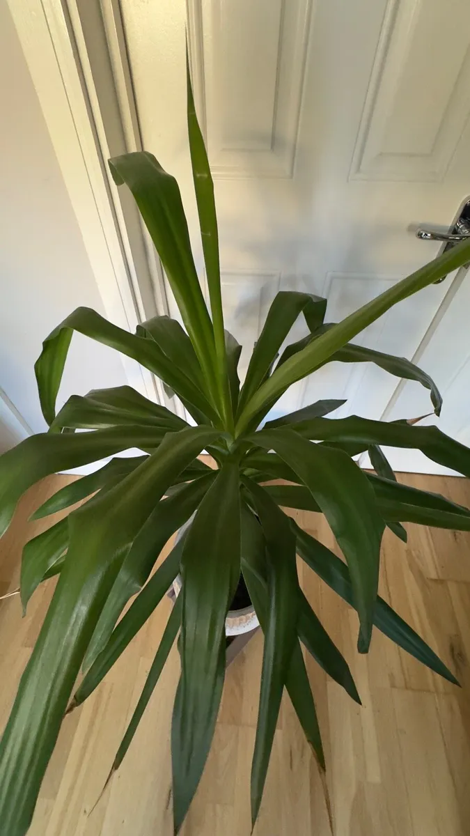 Yucca - Image 2