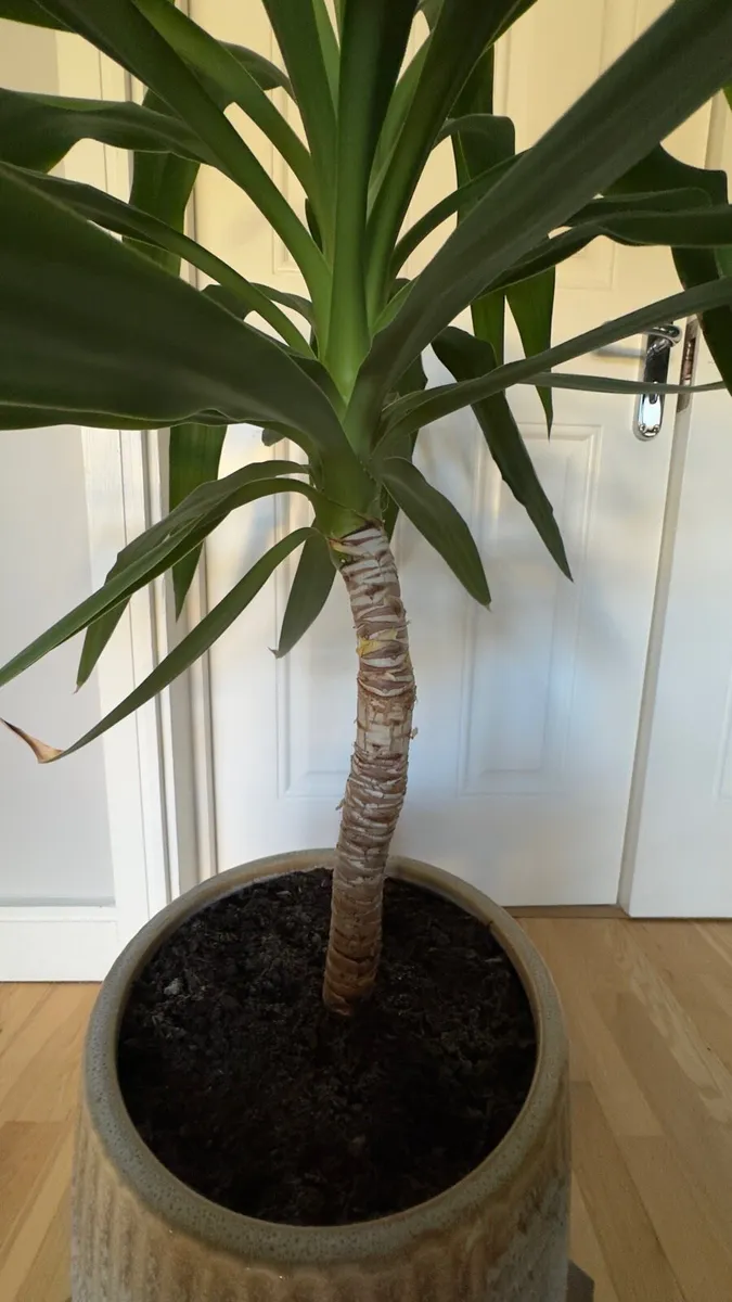 Yucca - Image 3