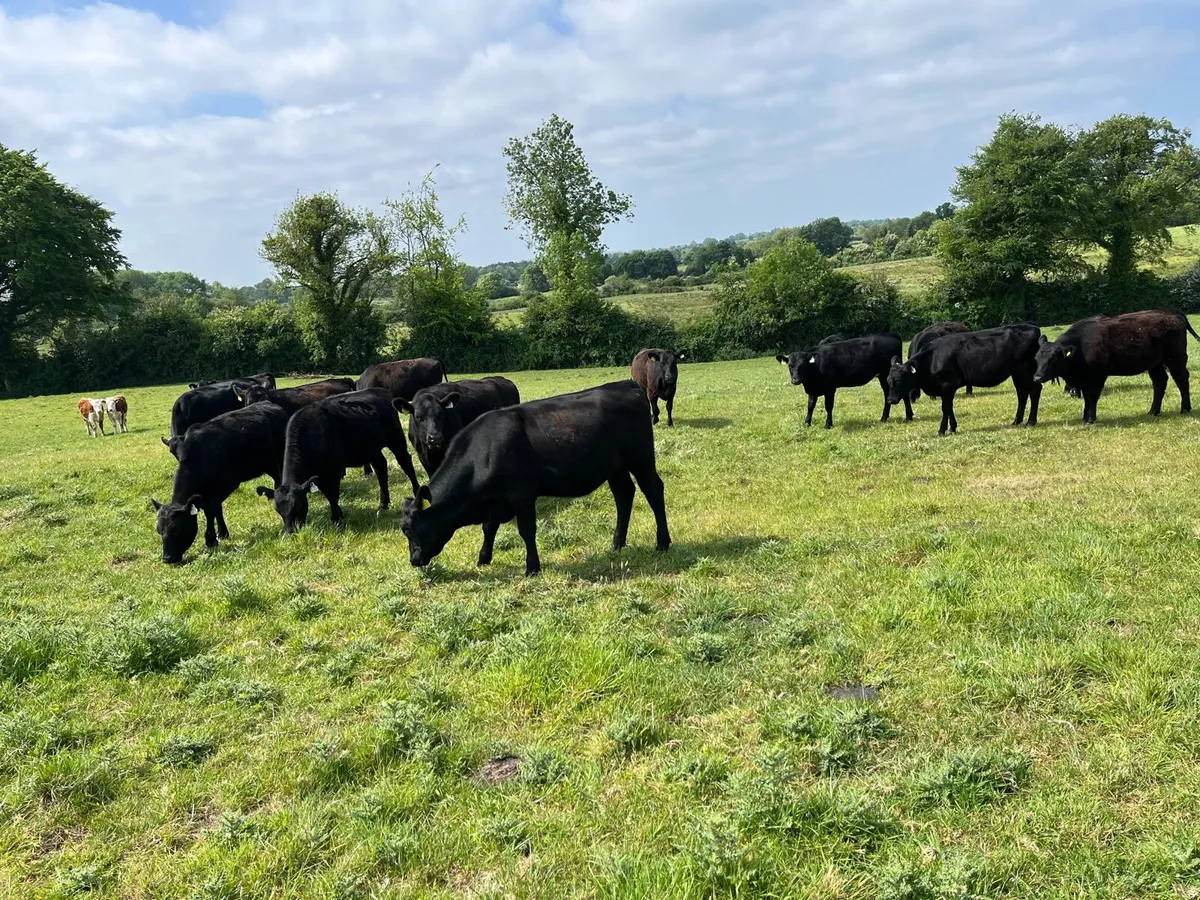 Cattle - Image 1