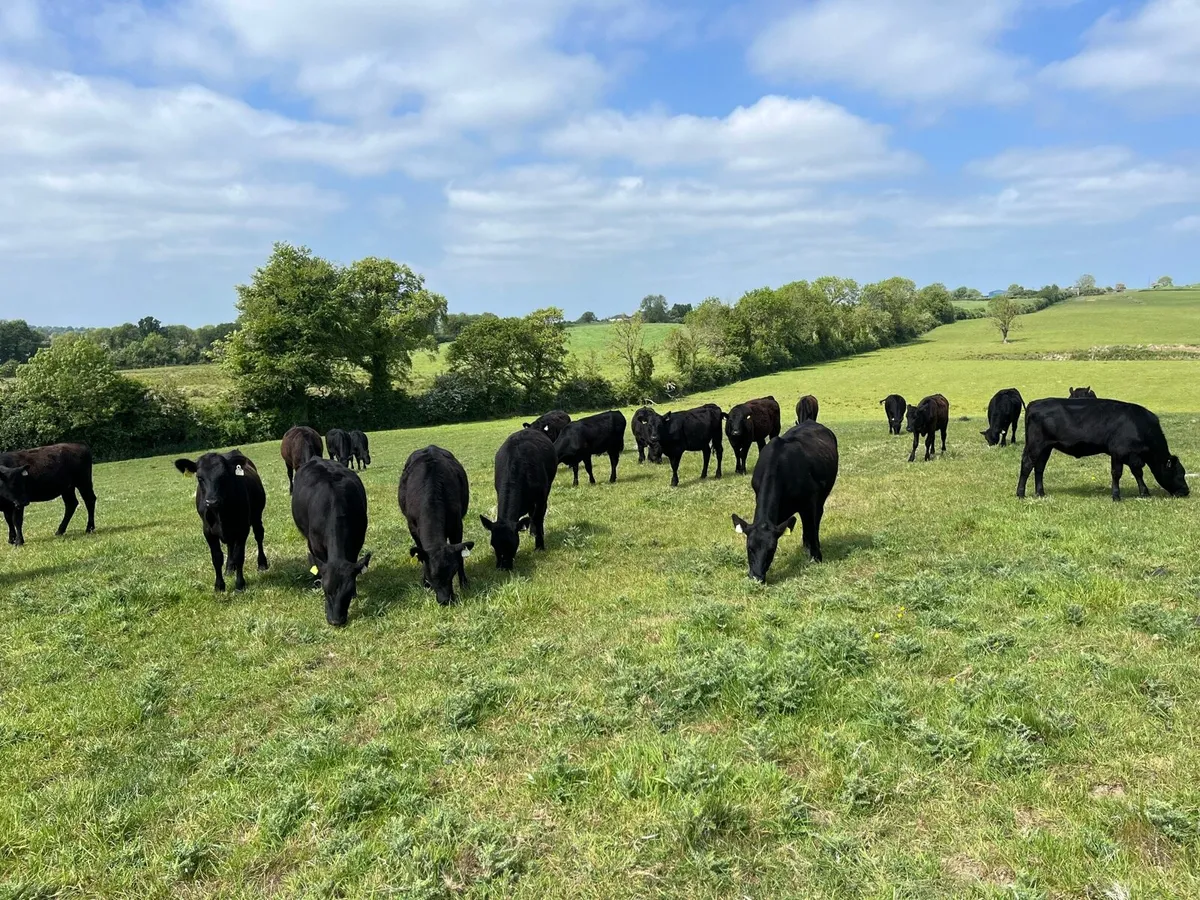 Cattle - Image 2