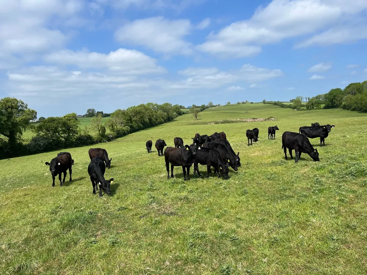 Cattle - Image 3