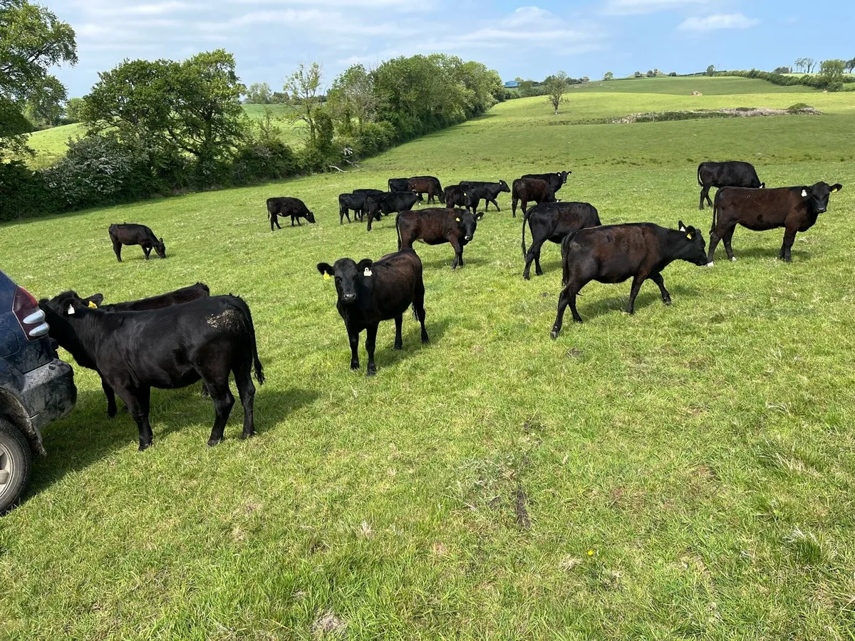 Cattle - Image 4