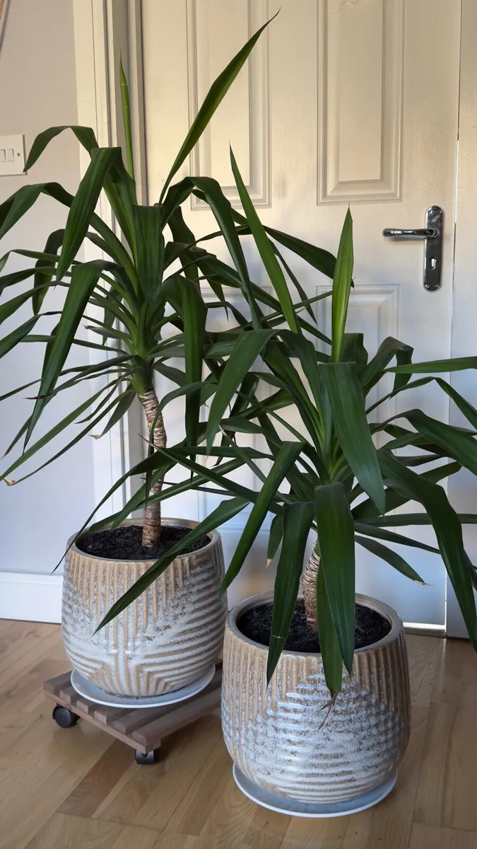 2 Yuccas - Image 1