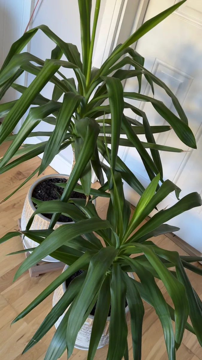 2 Yuccas - Image 2