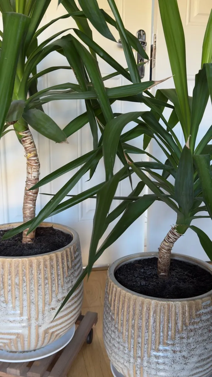 2 Yuccas - Image 3