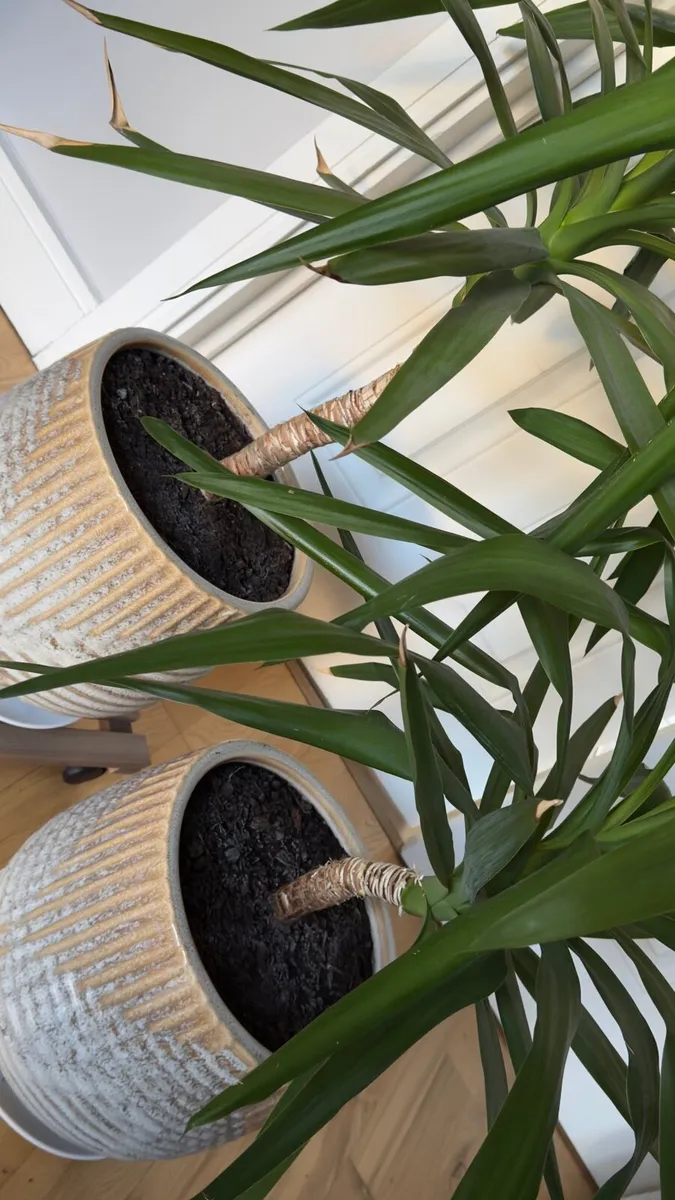 2 Yuccas - Image 4