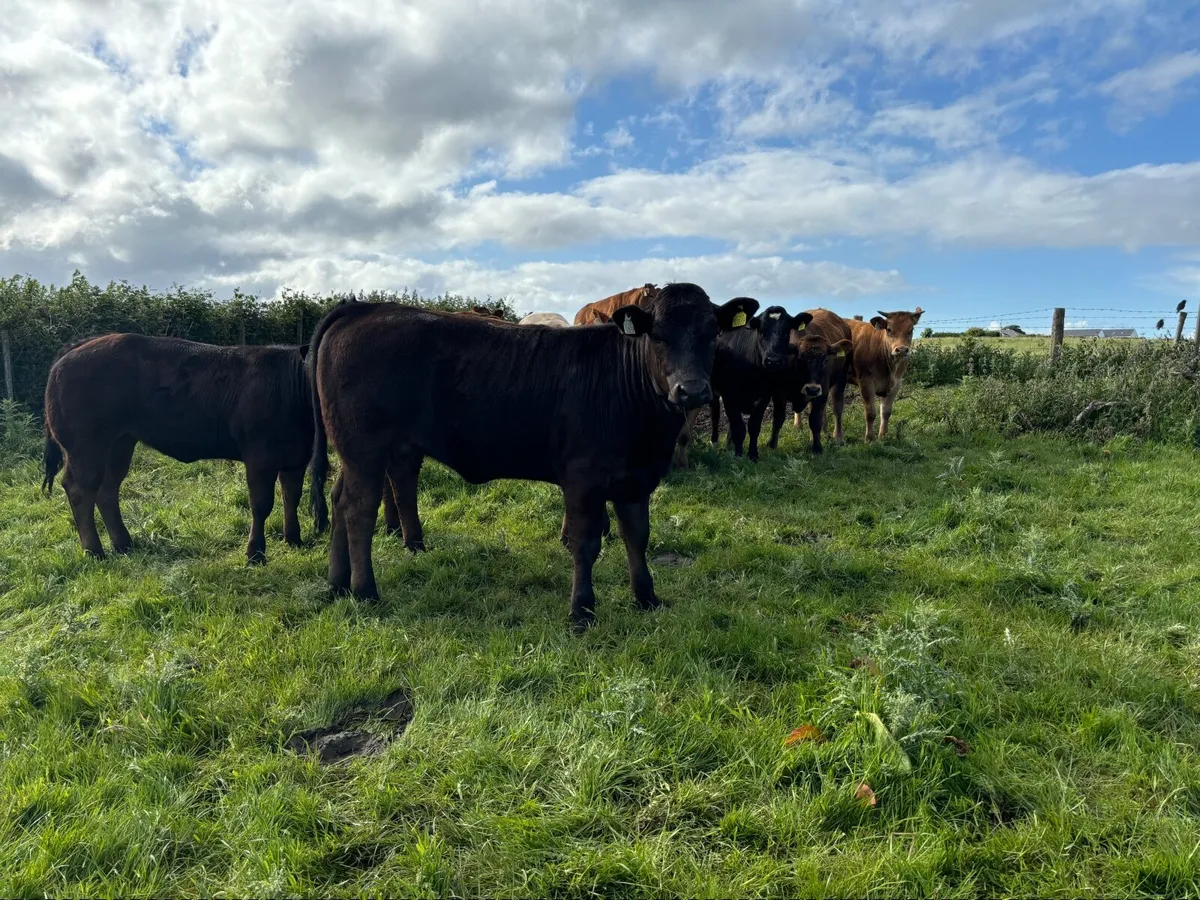 Beef Cattle - Image 4