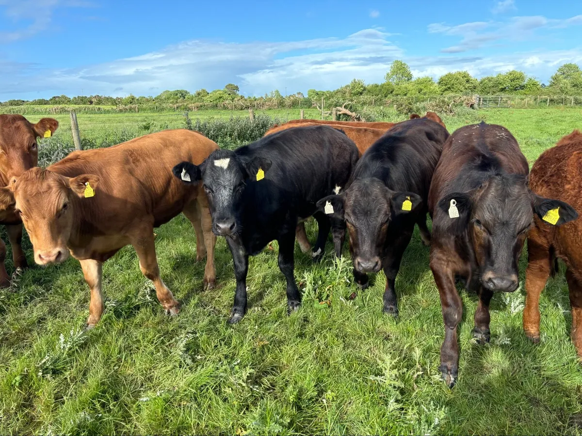 Beef Cattle - Image 1