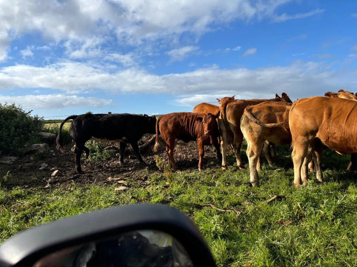Beef Cattle - Image 2