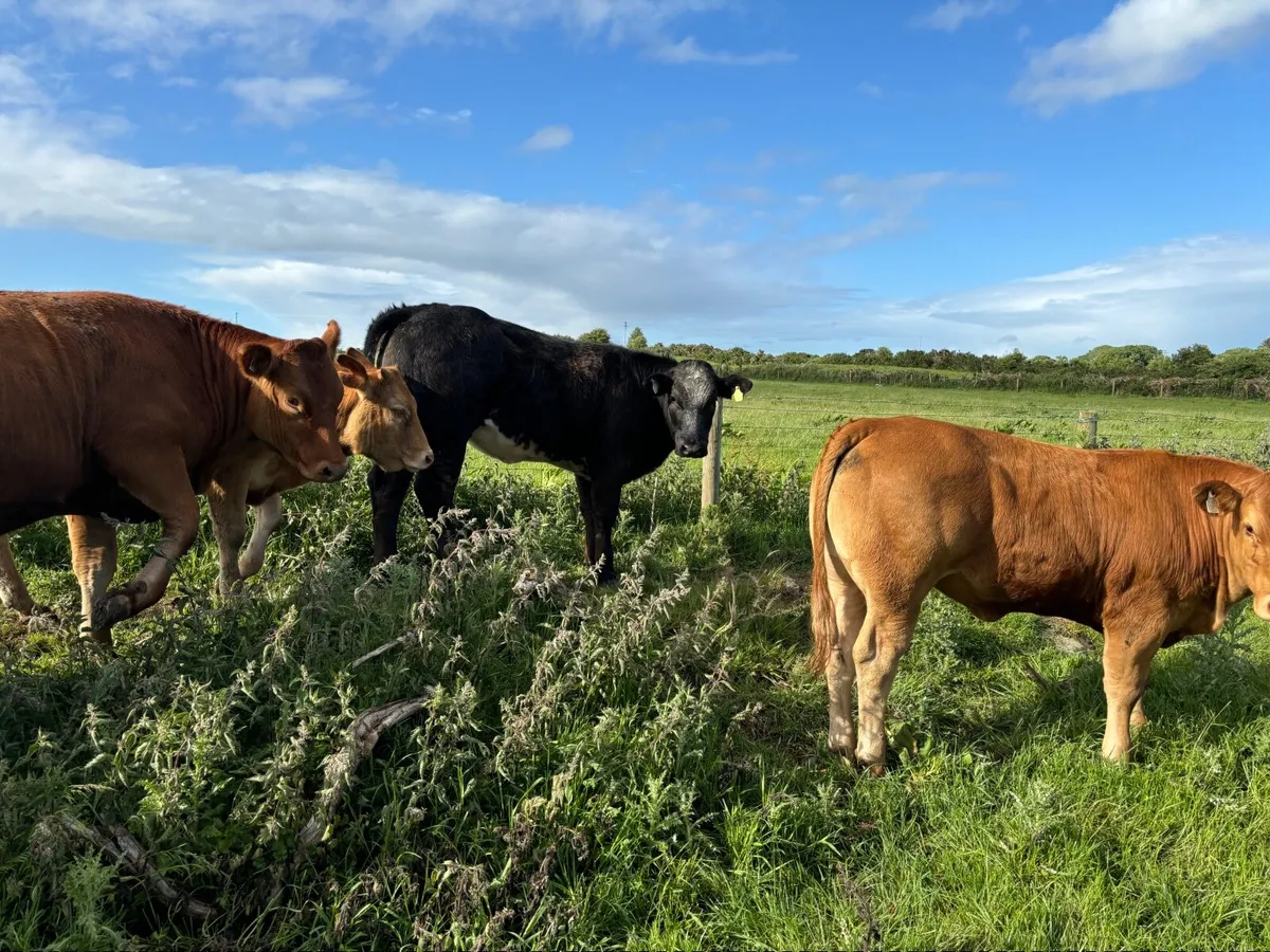 Beef Cattle - Image 3