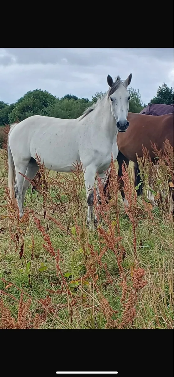 Brood mare - Image 4