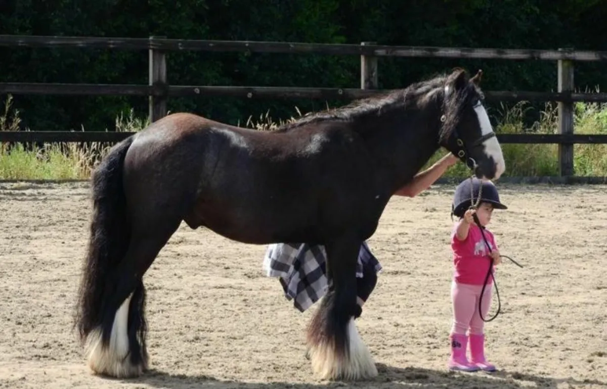 12 hand gelding for sale - Image 2