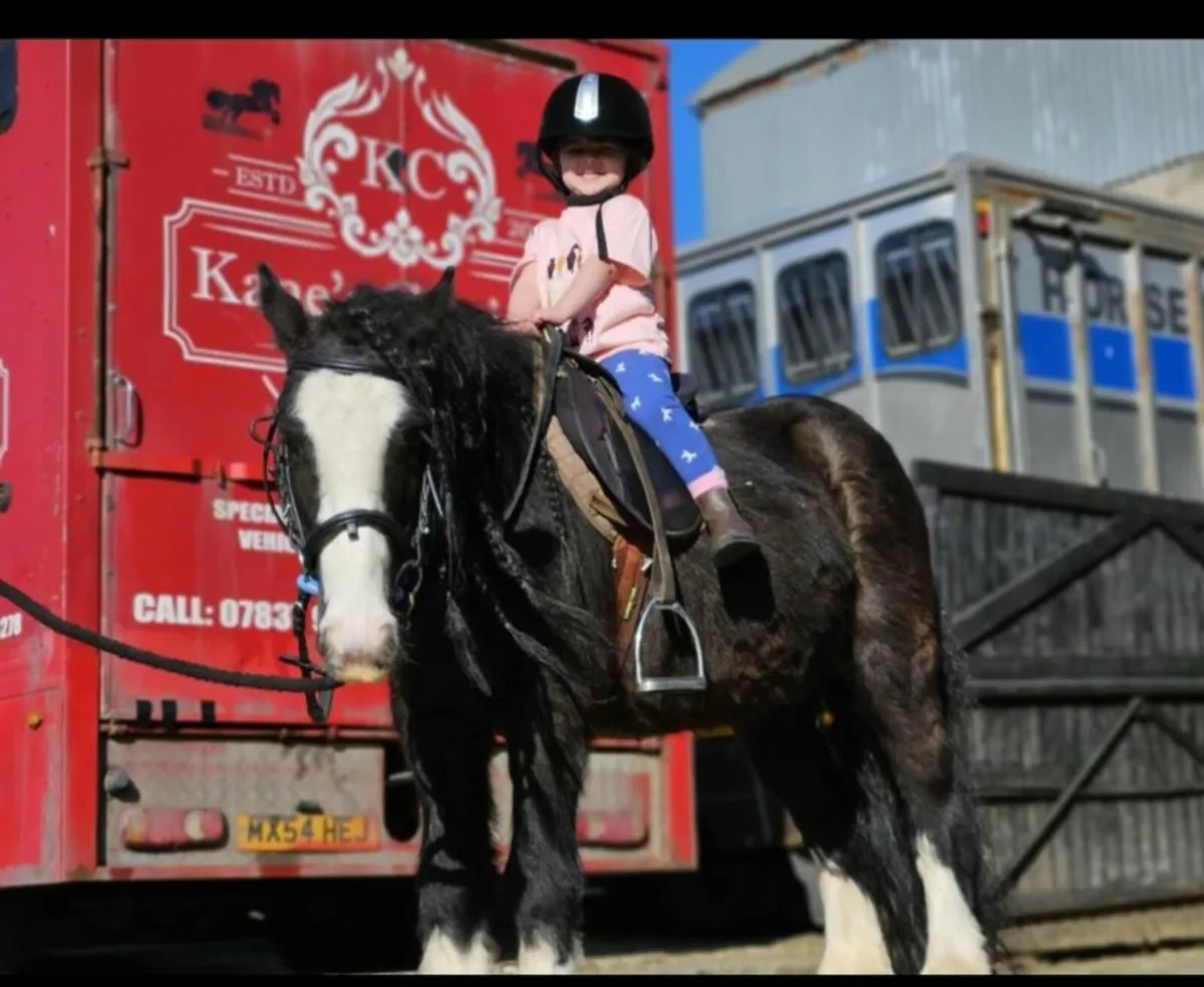 12 hand gelding for sale - Image 3