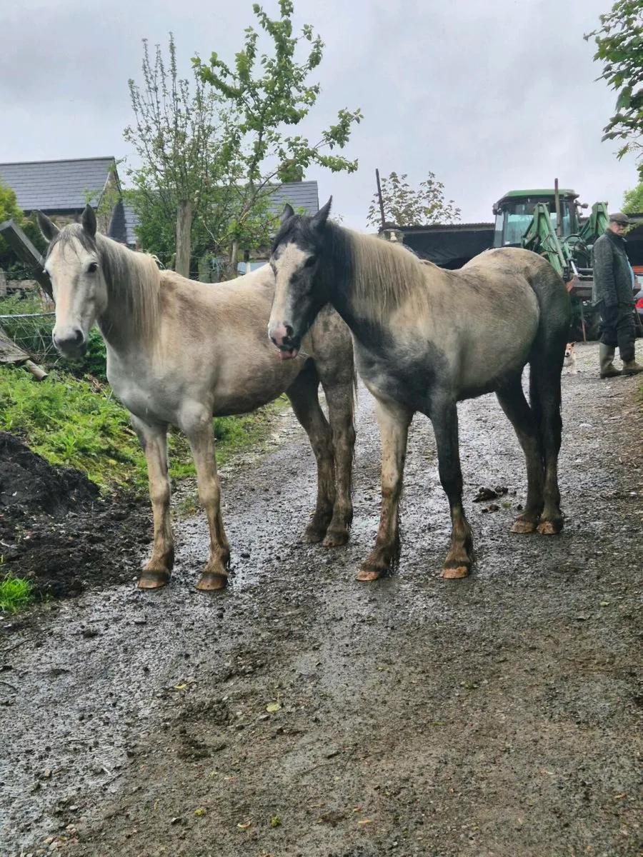 3 + 4 yo 14hh