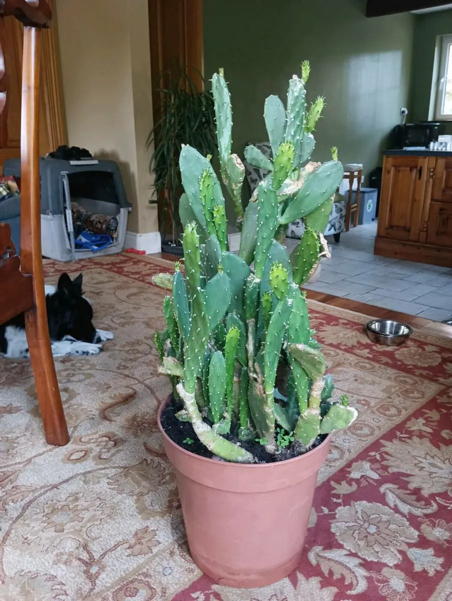 Selling my beautiful 🌵 cactus 3 ft high - Image 1