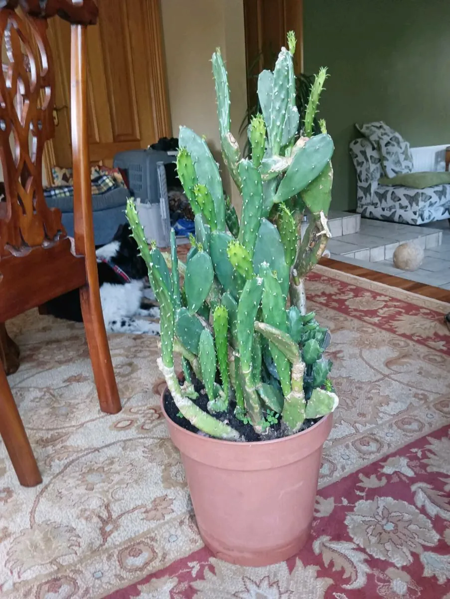 Selling my beautiful 🌵 cactus 3 ft high - Image 2
