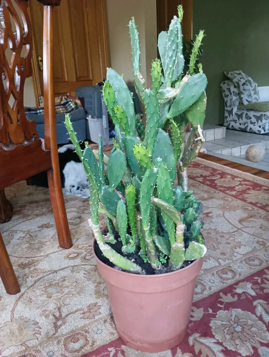 Selling my beautiful 🌵 cactus 3 ft high - Image 3