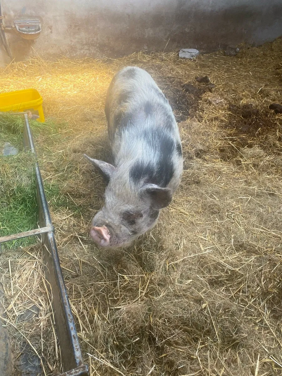 Pig - Image 1