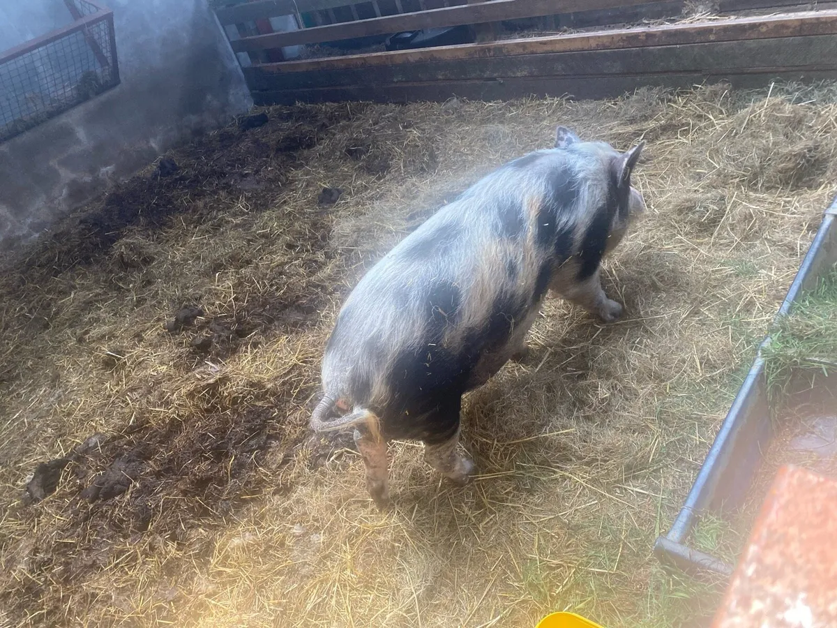 Pig - Image 2