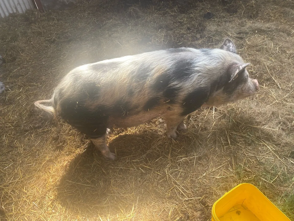 Pig - Image 3
