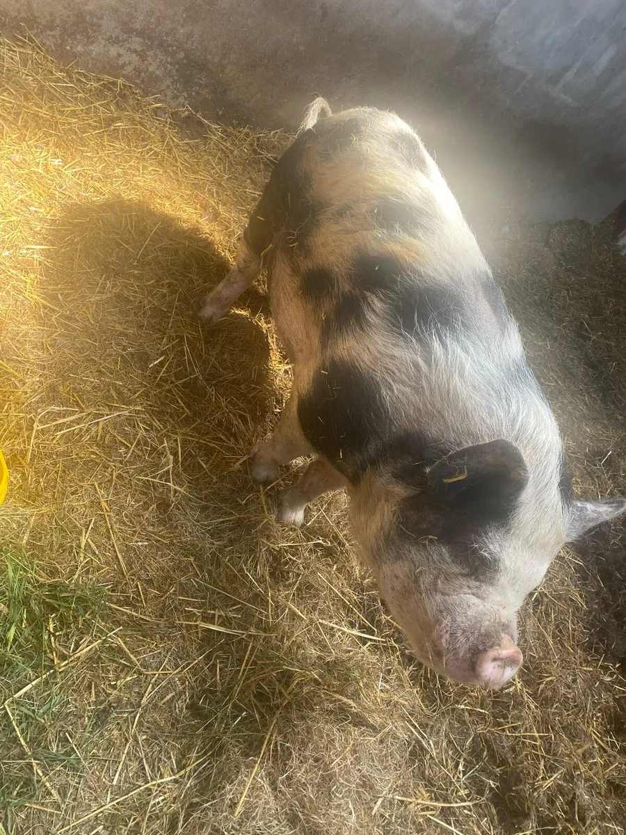 Pig - Image 4