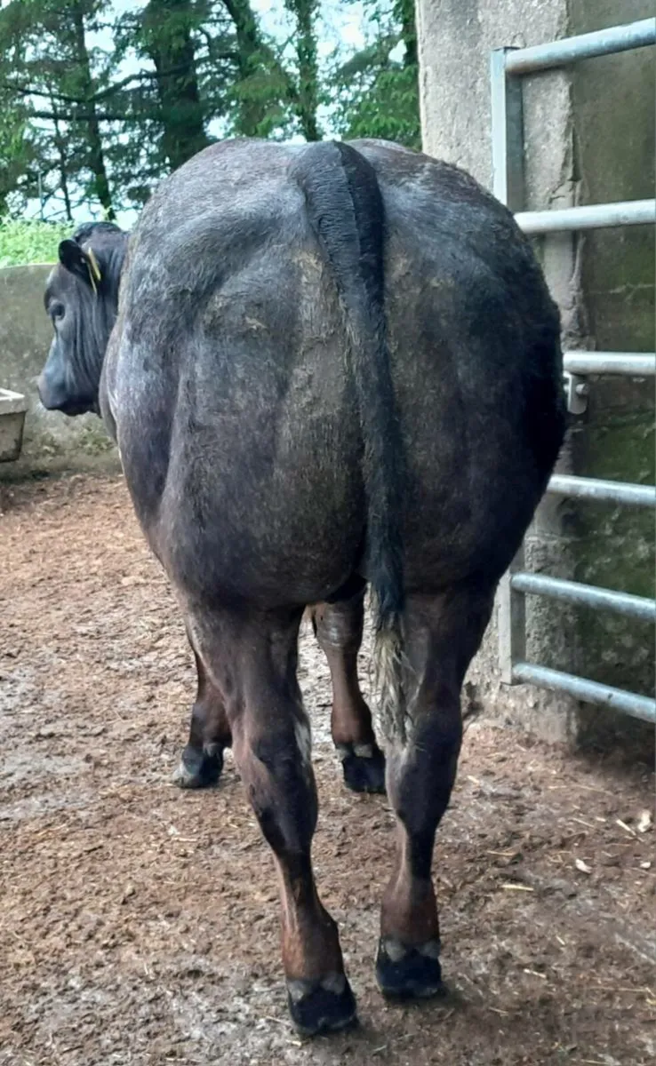 Beef - Image 1