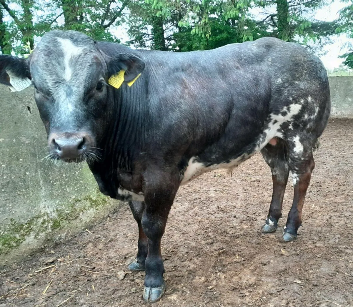 Beef - Image 2