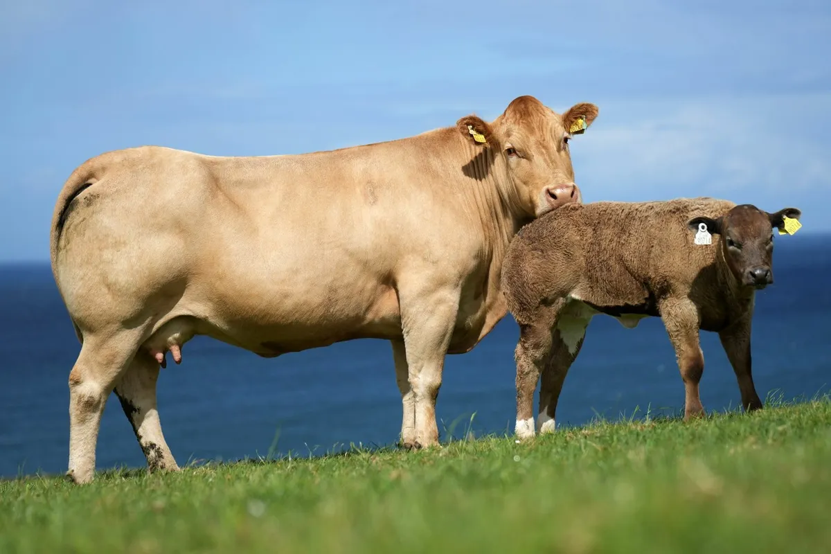 ✨ Cow & Show Blue Heifer Calf ✨ - Image 4