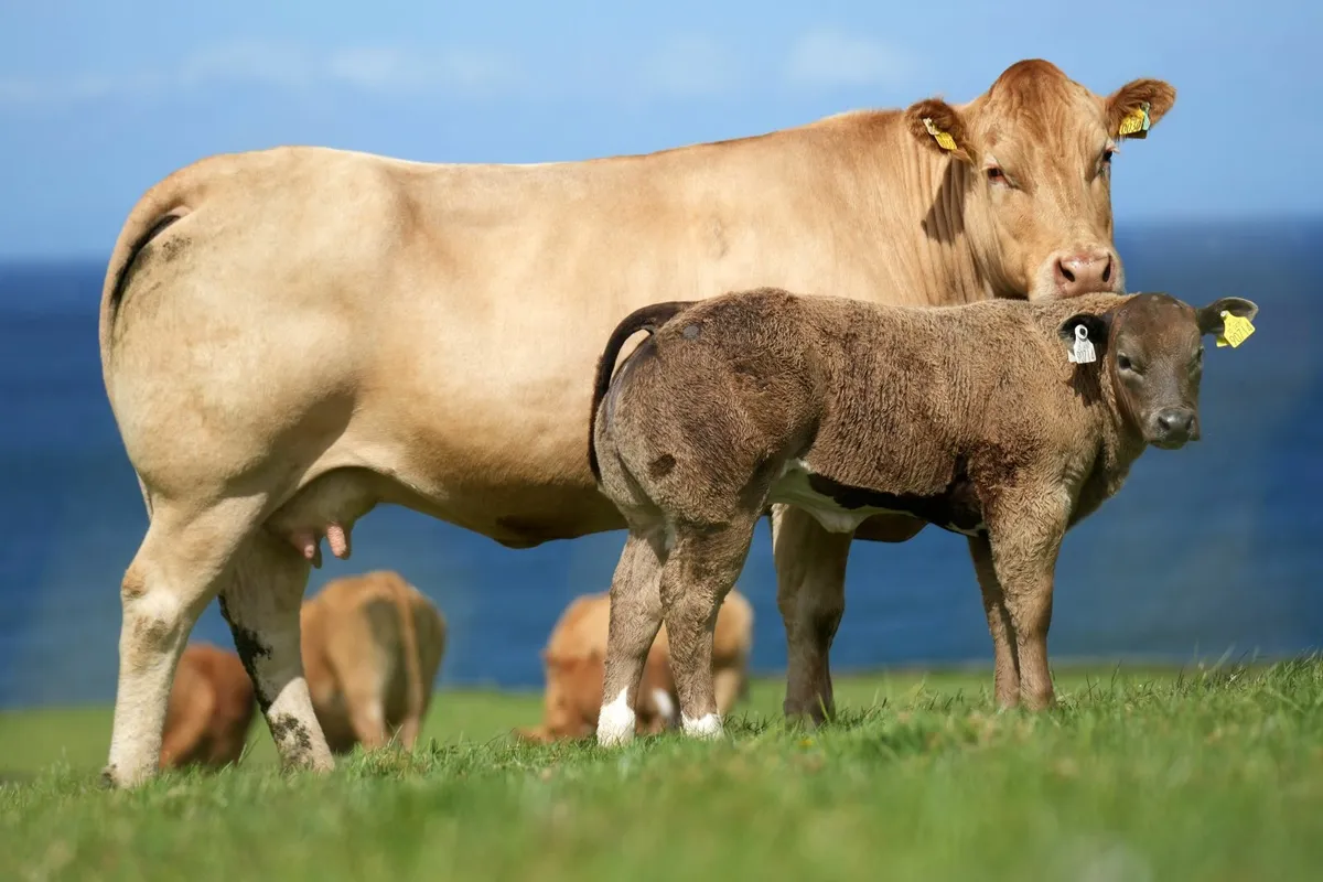 ✨ Cow & Show Blue Heifer Calf ✨ - Image 3