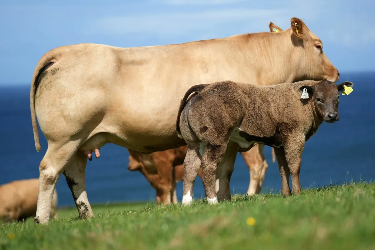 ✨ Cow & Show Blue Heifer Calf ✨ - Image 1