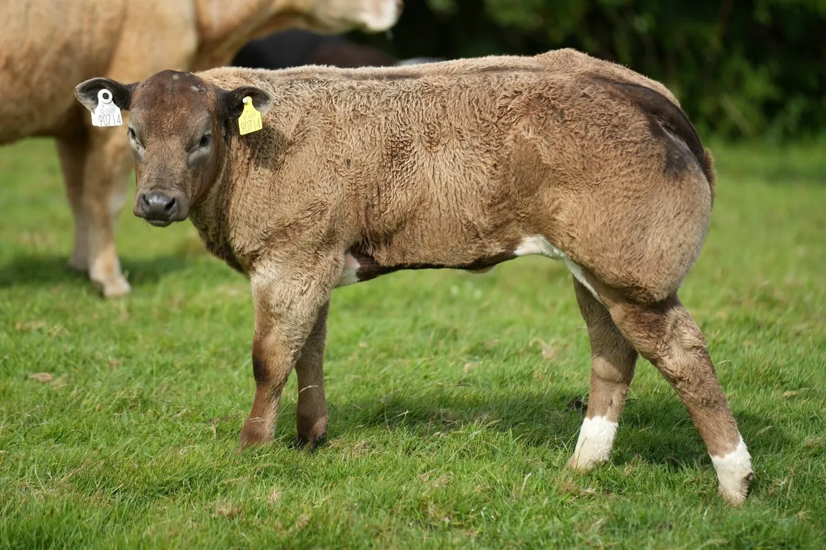 ✨ Cow & Show Blue Heifer Calf ✨ - Image 2