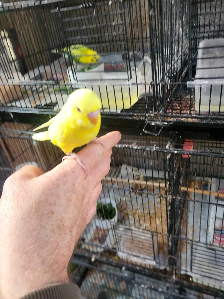 Budgies - Image 3