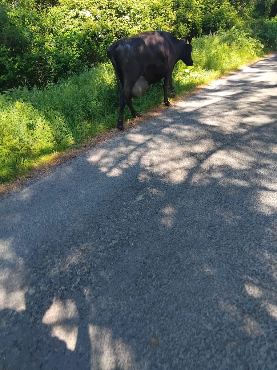 Foster cow for sale - Image 1
