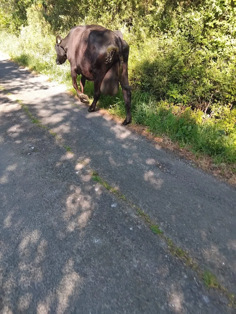 Foster cow for sale - Image 2