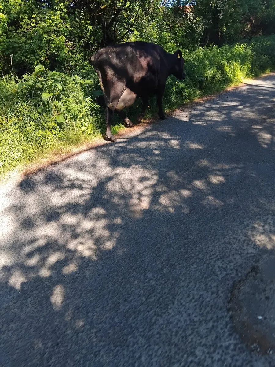 Foster cow for sale - Image 3