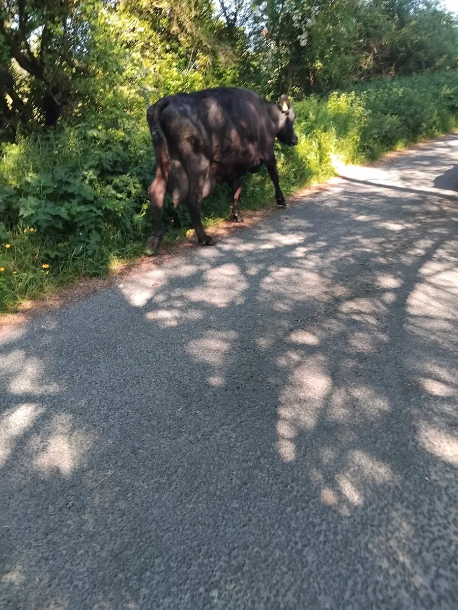 Foster cow for sale - Image 4